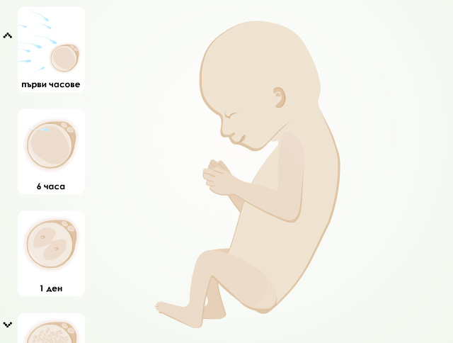 Развитие на човешкия ембрион по седмици