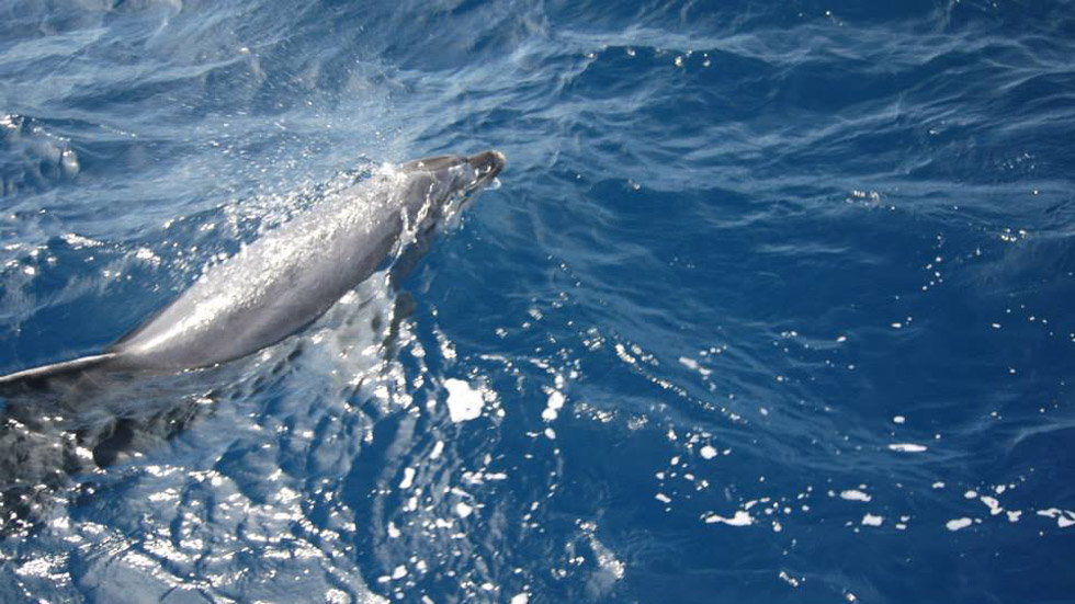 Делфини в Черно море