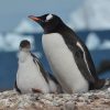 Антарктида семейство пингвини